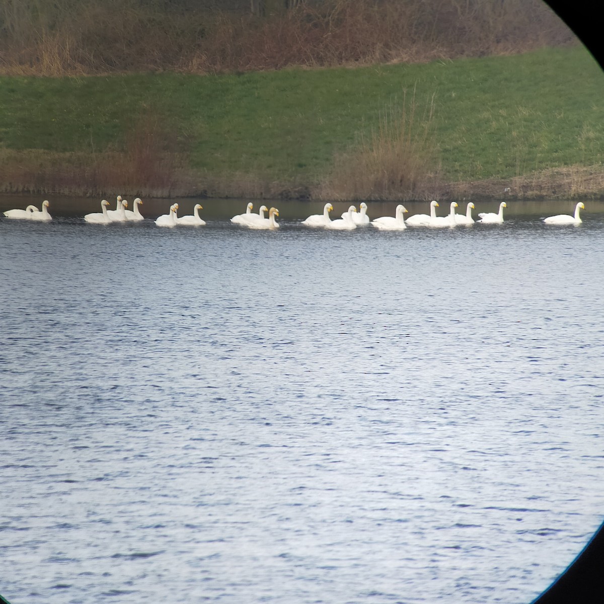 Whooper Swan - Robin Elliott