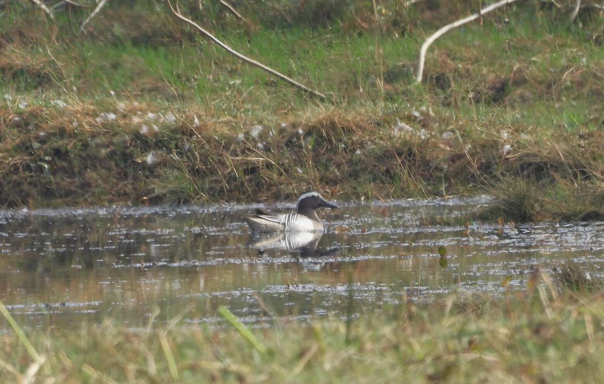 Garganey - ML615855106