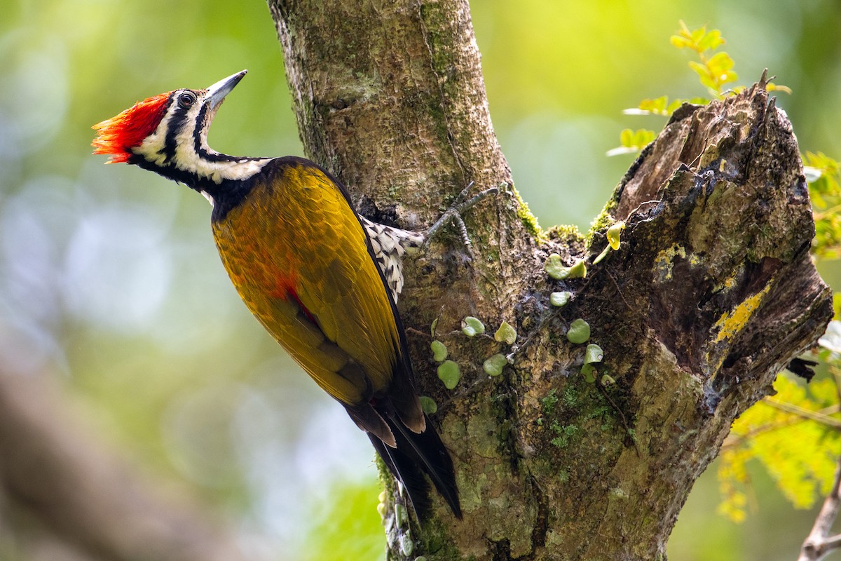 Common Flameback - Morten Lisse