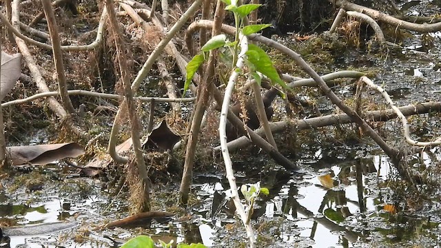 Ruddy-breasted Crake - ML615855155