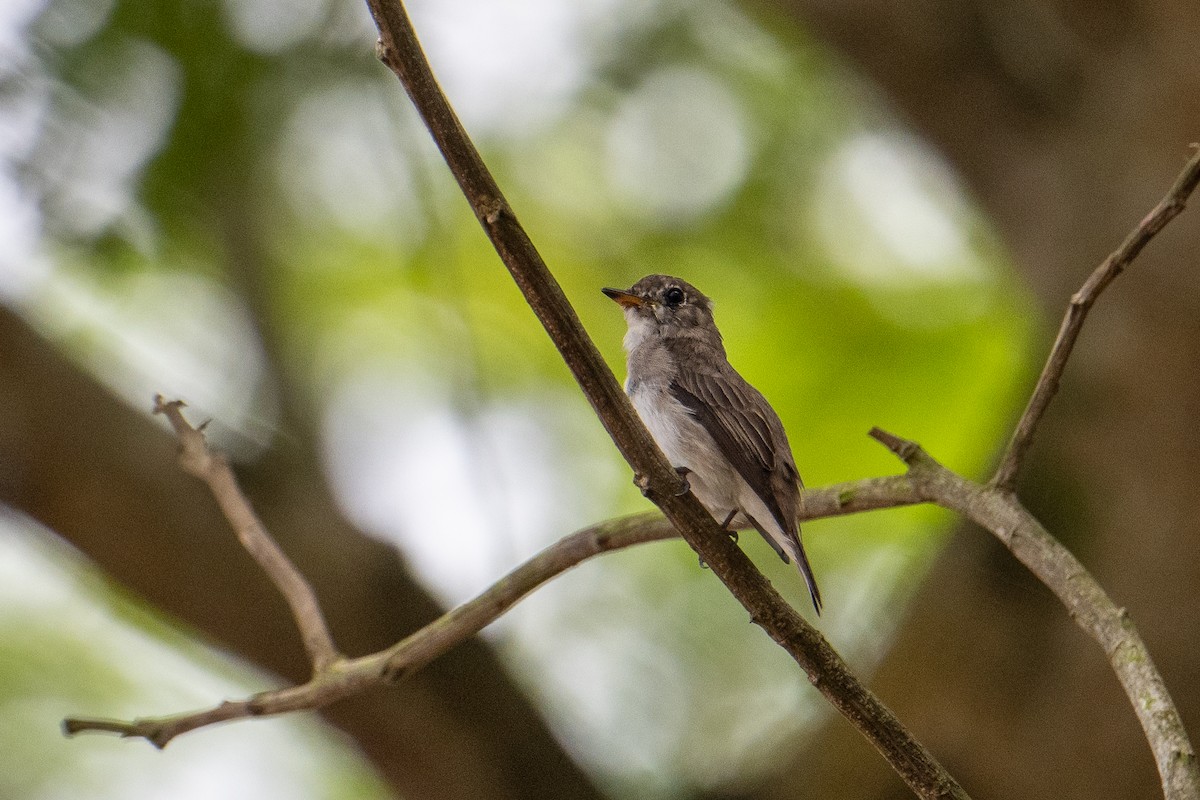 Asian Brown Flycatcher - Morten Lisse