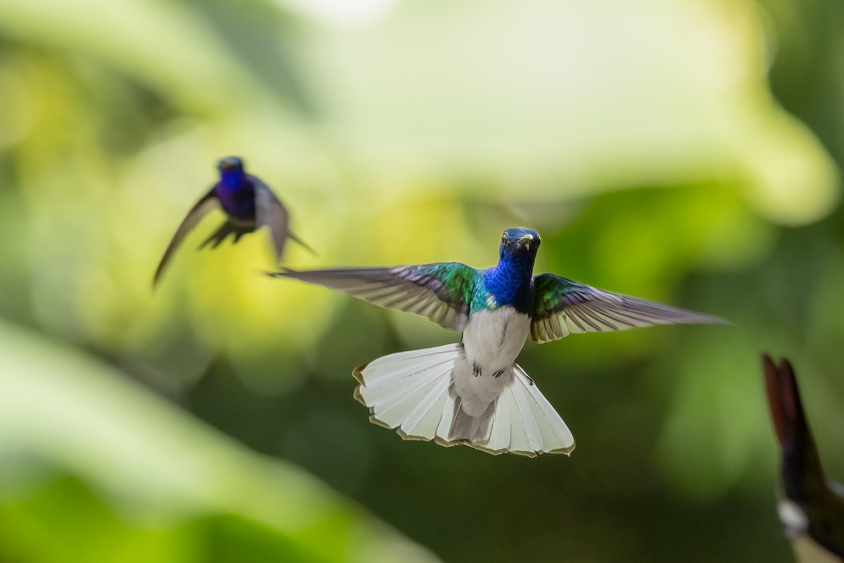 White-necked Jacobin - ML615855172