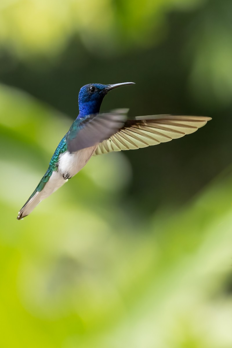 Colibrí Nuquiblanco - ML615855173