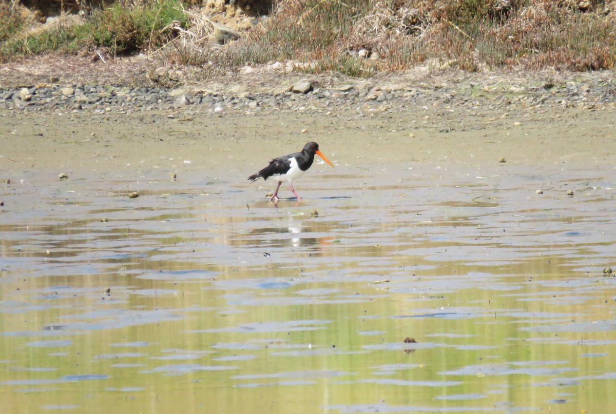 South Island Oystercatcher - ML615855262