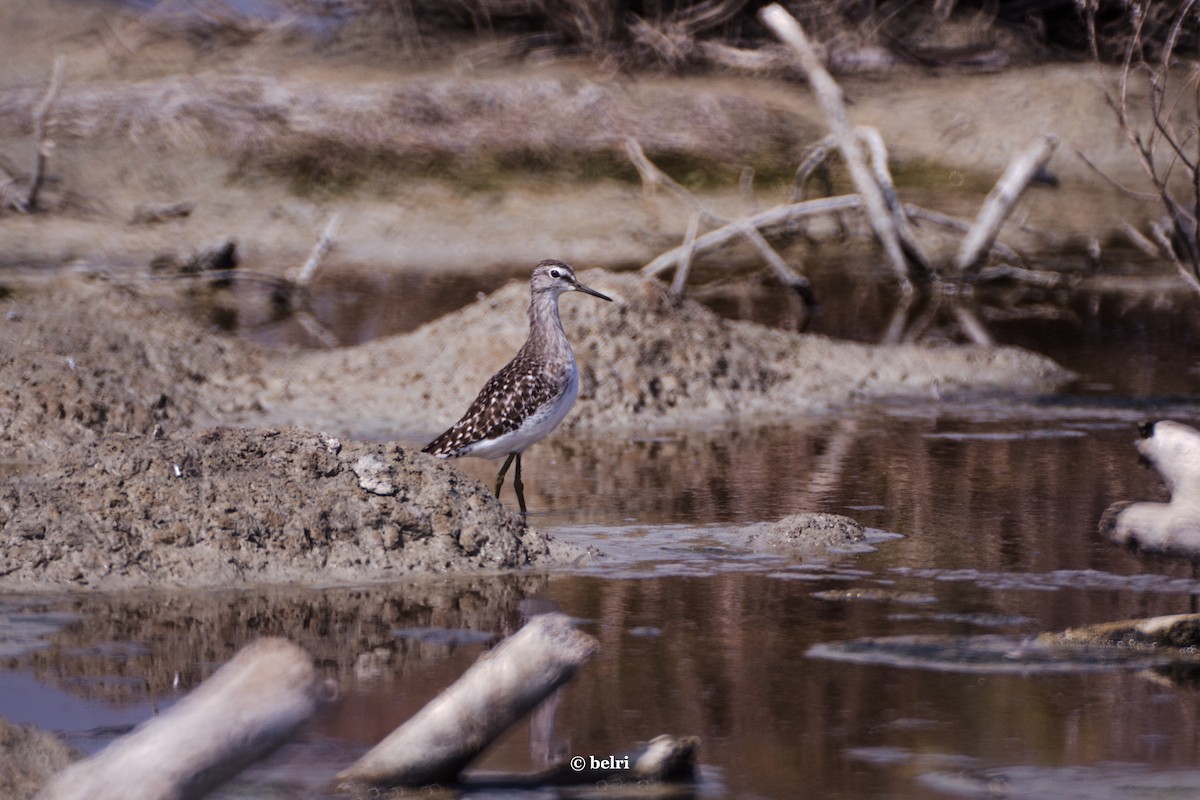 Wood Sandpiper - ML615855297