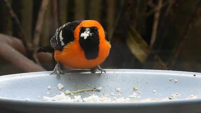 Hooded Oriole - ML615855333