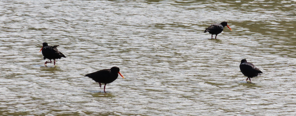 Variable Oystercatcher - ML615855355