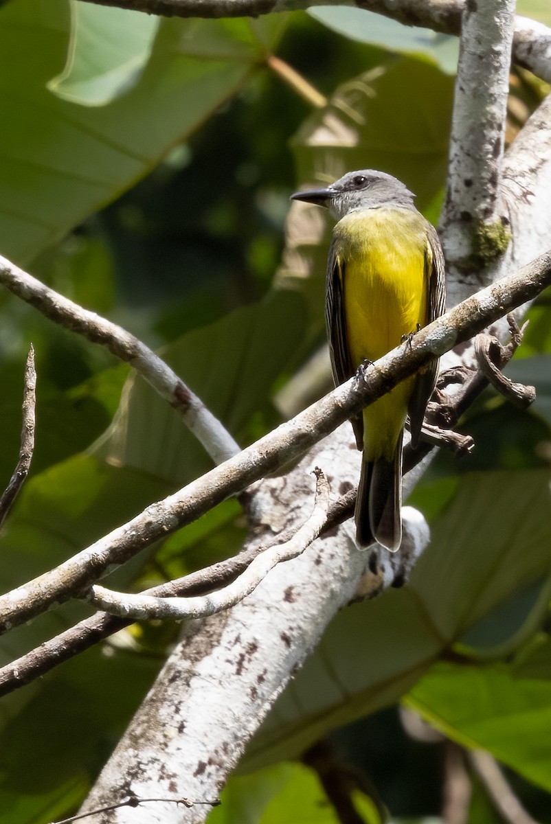 Tropical Kingbird - Mike “Champ” Krzychylkiewicz