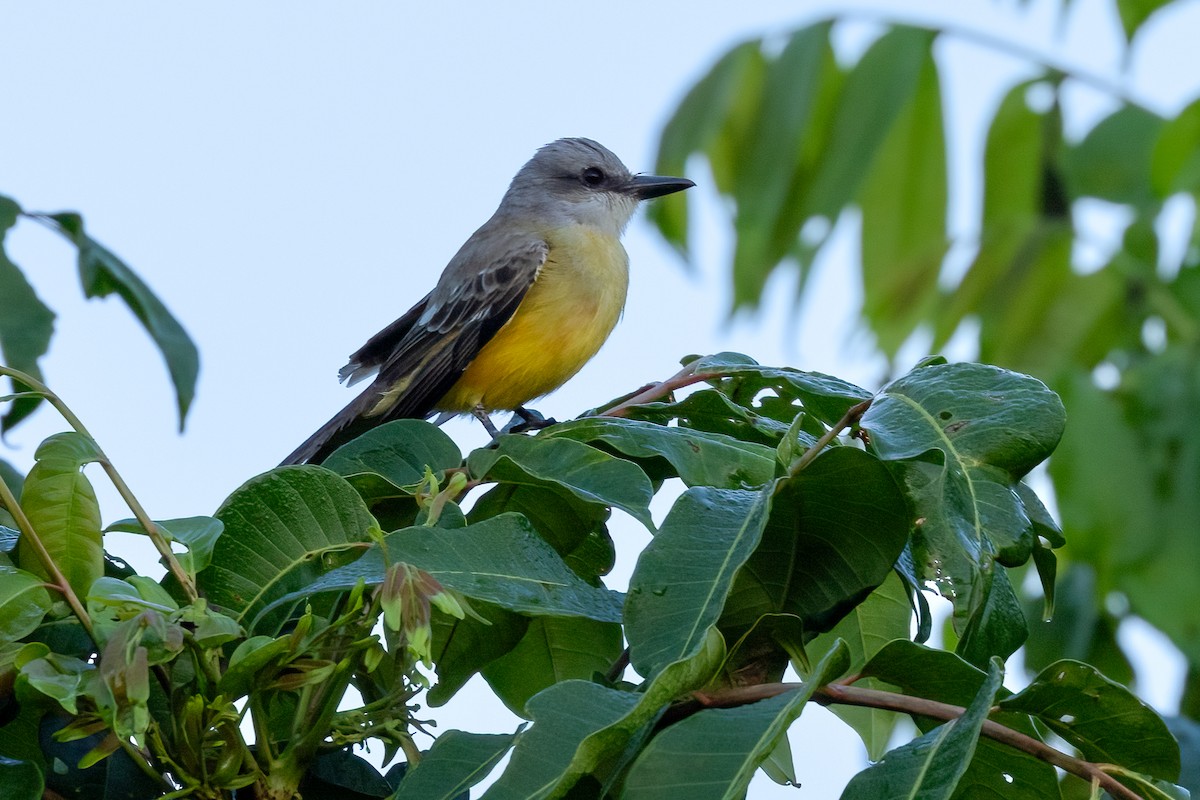 Tropical Kingbird - Mike “Champ” Krzychylkiewicz