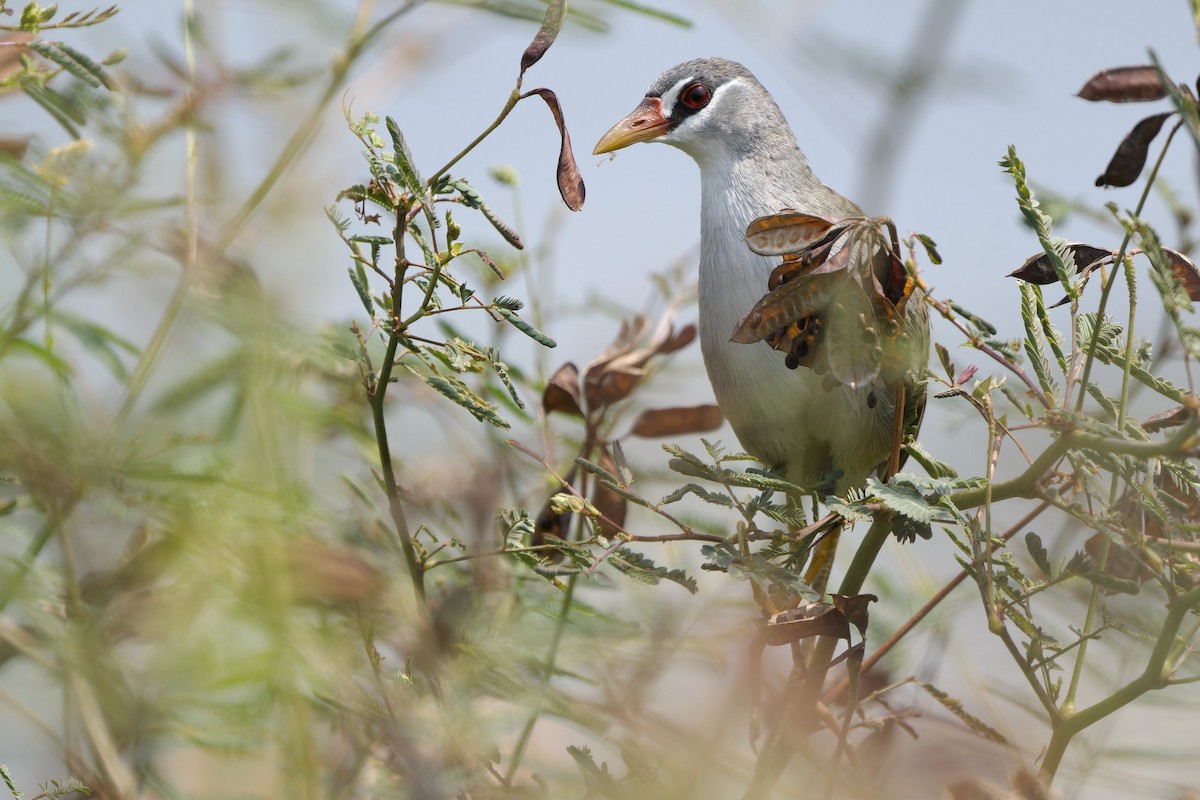 White-browed Crake - ML615855430