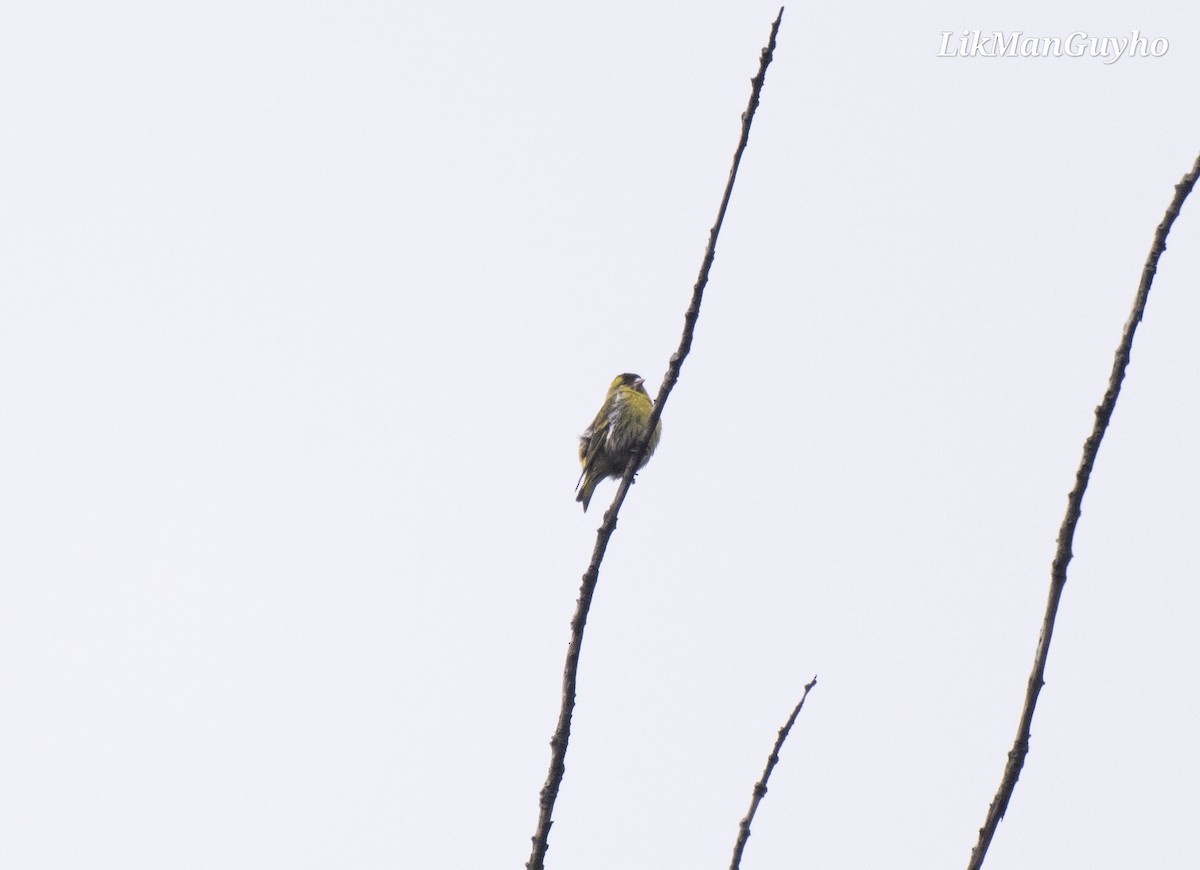 Eurasian Siskin - ML615855499