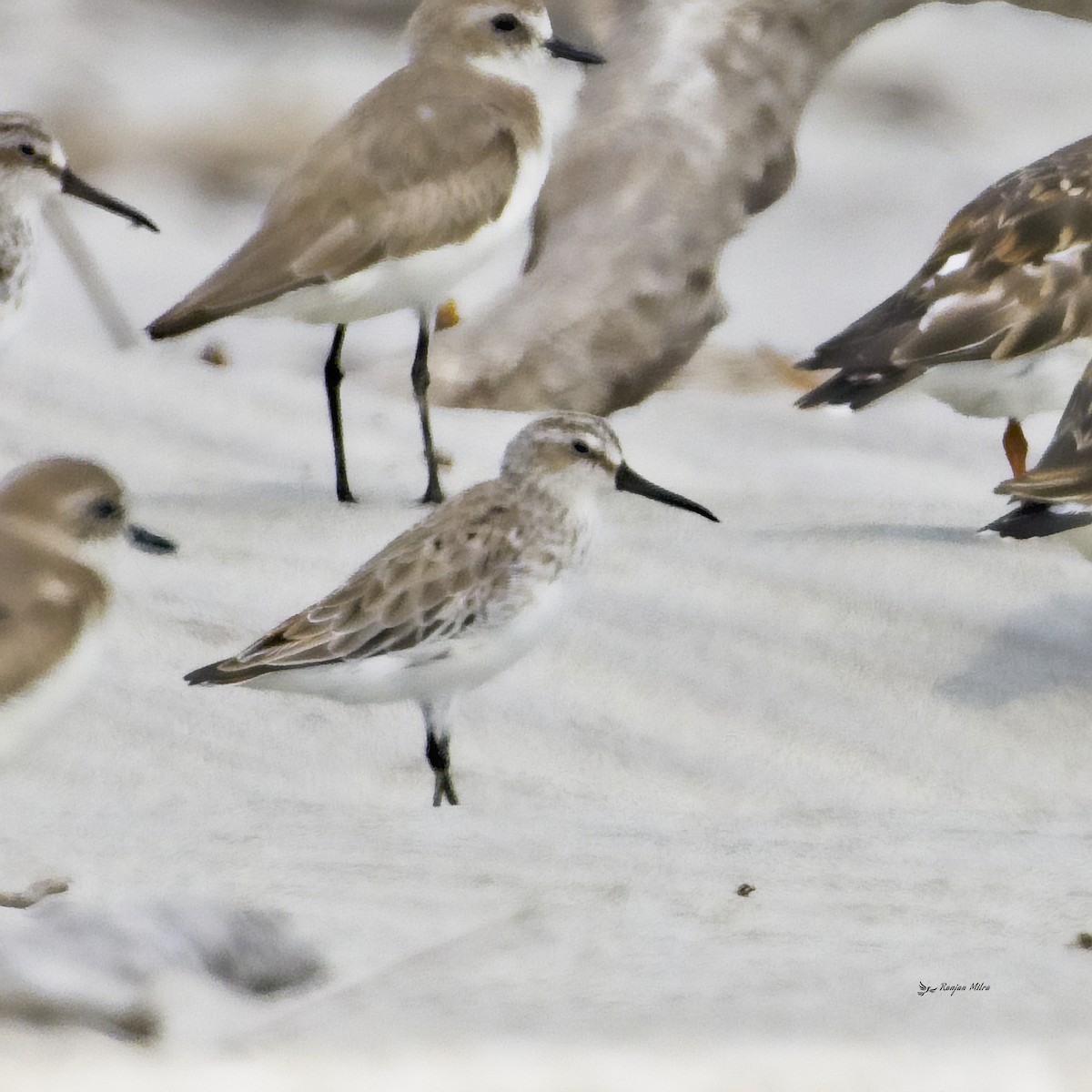 Broad-billed Sandpiper - Ranjan Mitra