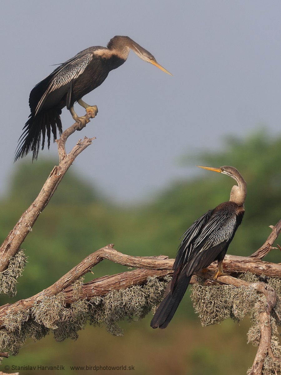 Oriental Darter - ML615855513