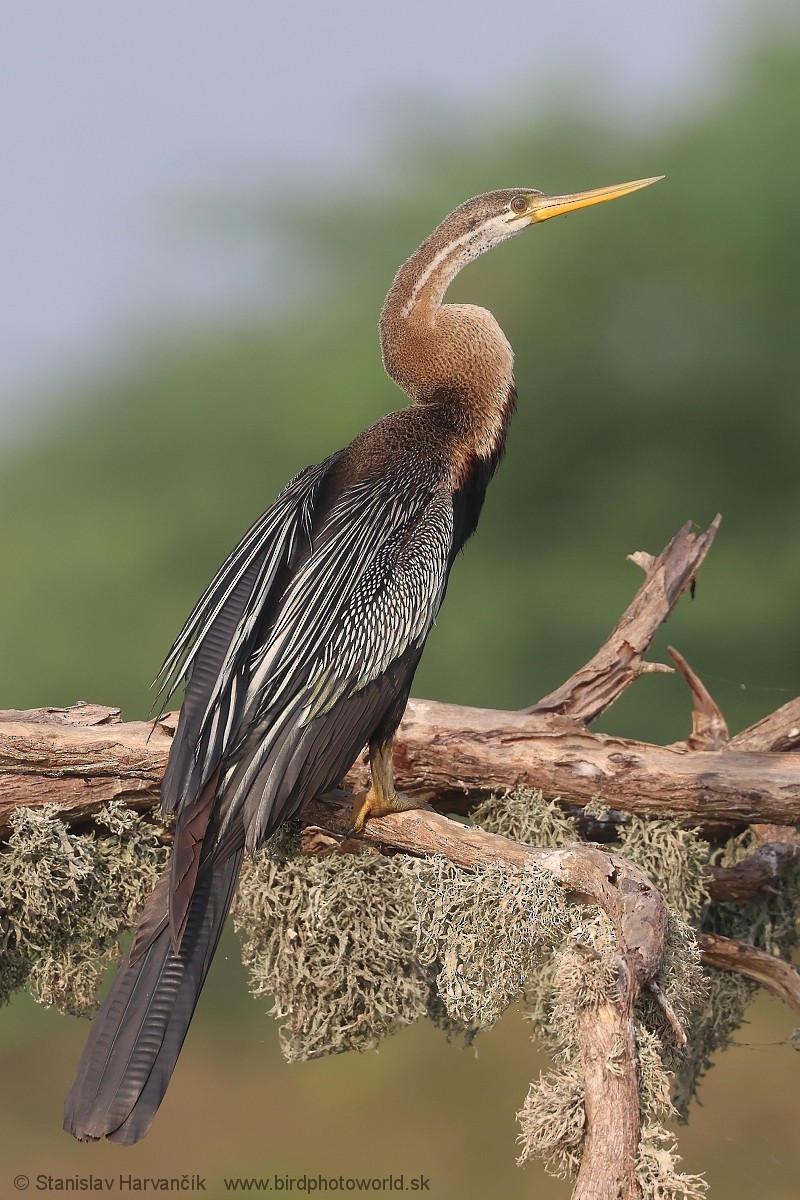 Oriental Darter - ML615855514