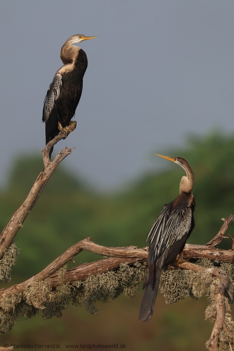 Anhinga Asiática - ML615855515