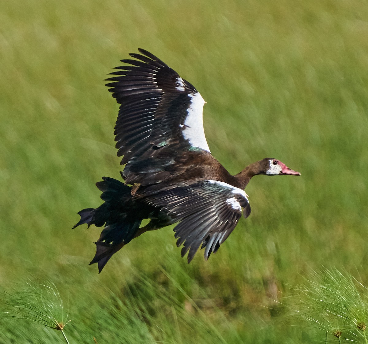 Spur-winged Goose - Steven Cheong