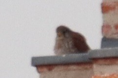 Lesser/Eurasian Kestrel - Edmund Bell