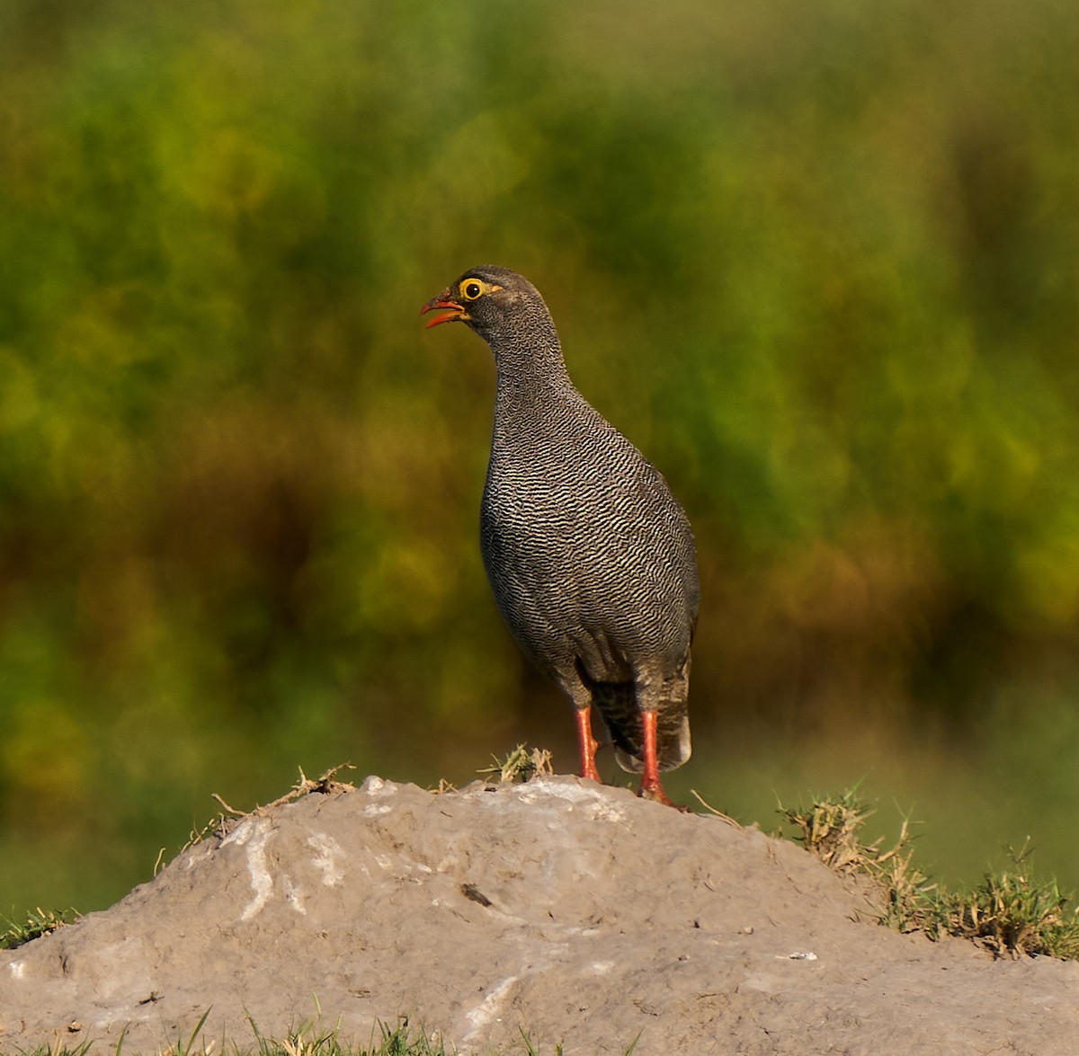 Красноклювый франколин - ML615855615