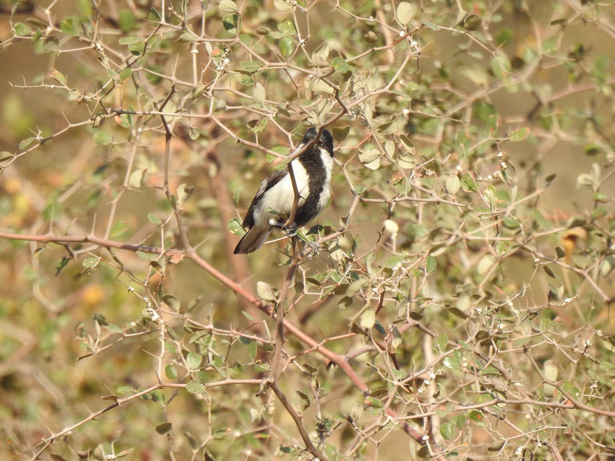 White-naped Tit - Ranjeet Singh