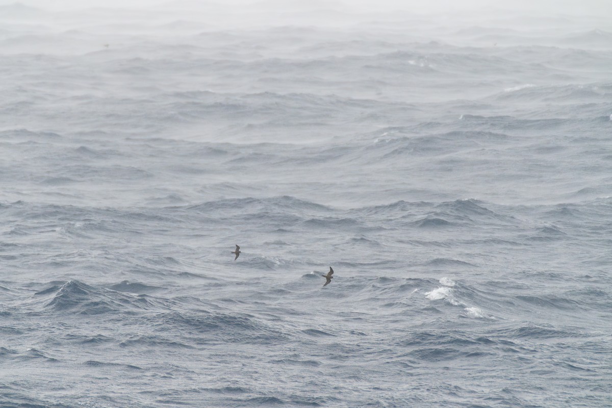 Tristram's Storm-Petrel - Alexis Camacho