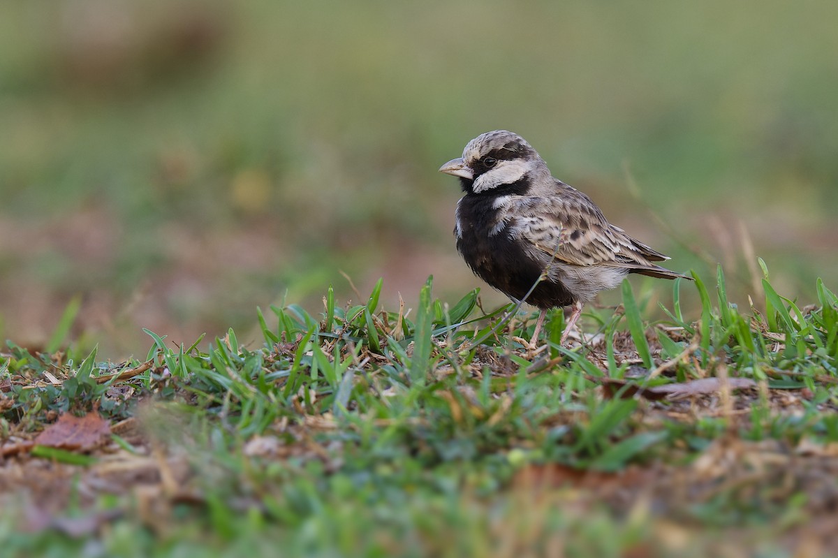 Ashy-crowned Sparrow-Lark - ML615855967