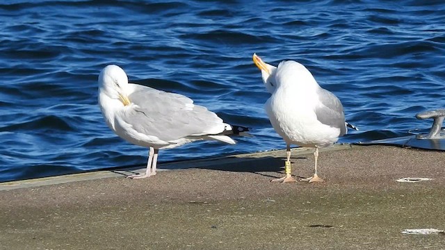 Silbermöwe (argentatus/argenteus) - ML615856021