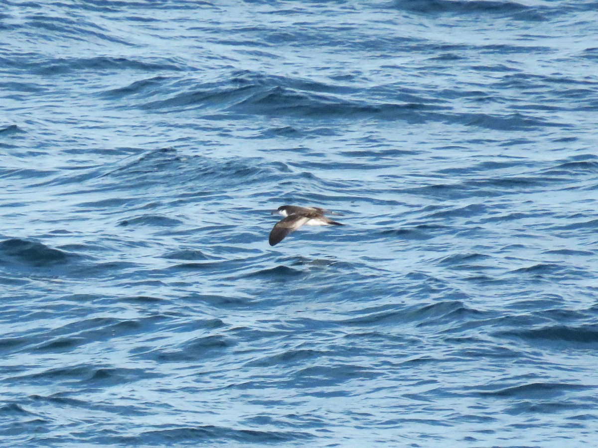 Буревісник Бюлера - ML615856123