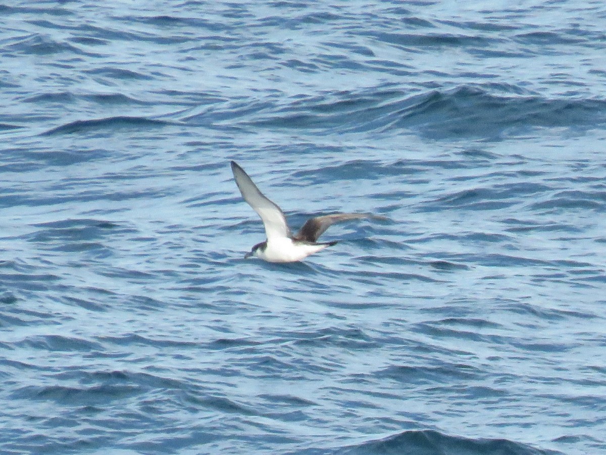 Буревісник Бюлера - ML615856131