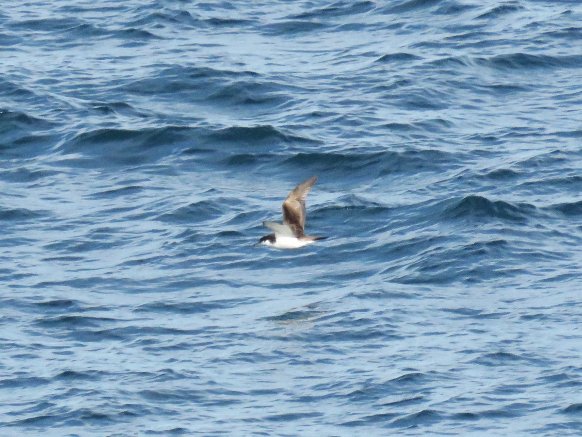 Буревісник Бюлера - ML615856144