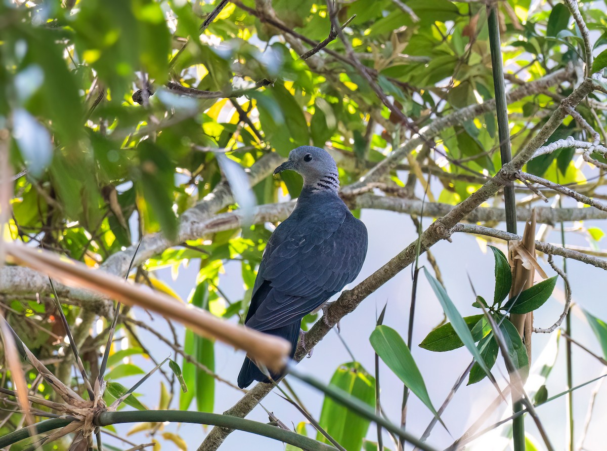 Ashy Wood-Pigeon - Shalini Gopalakrishnan