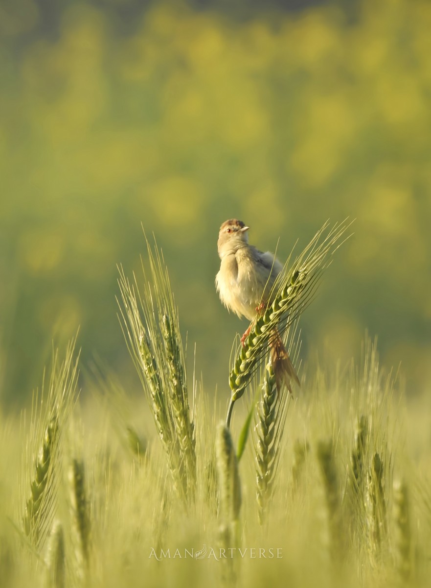 Delicate Prinia - ML615856184