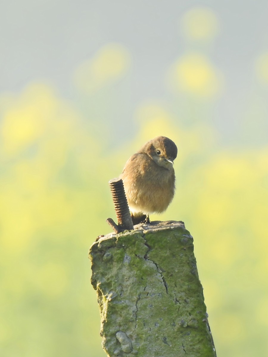 Pied Bushchat - ML615856191