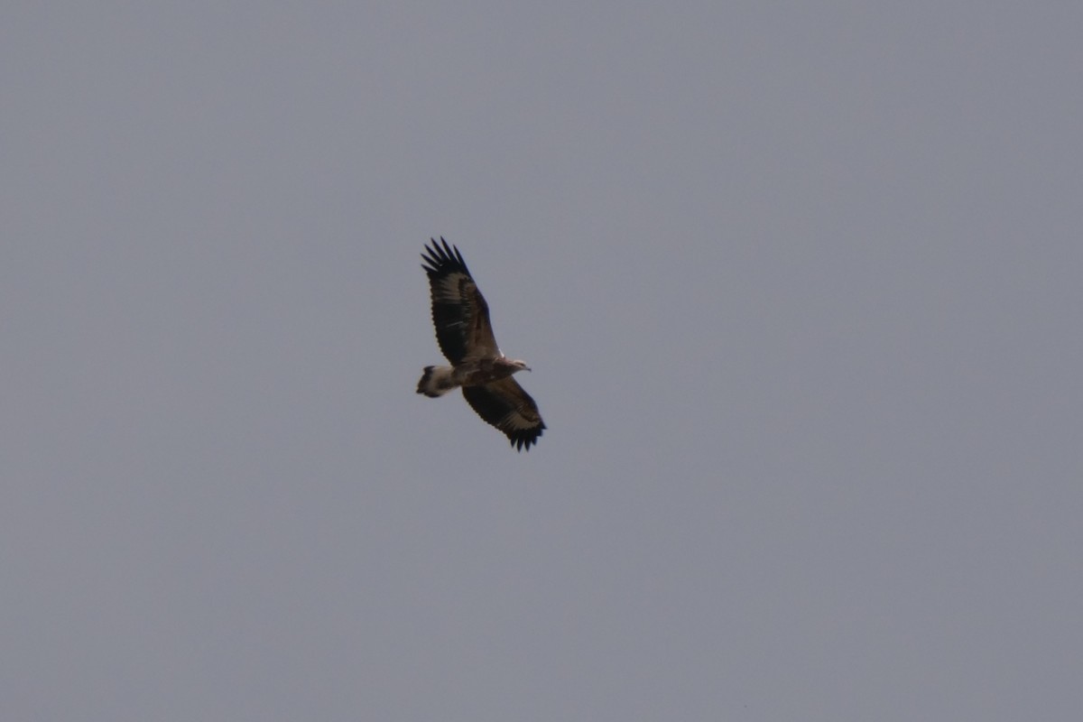 White-bellied Sea-Eagle - ML615856320