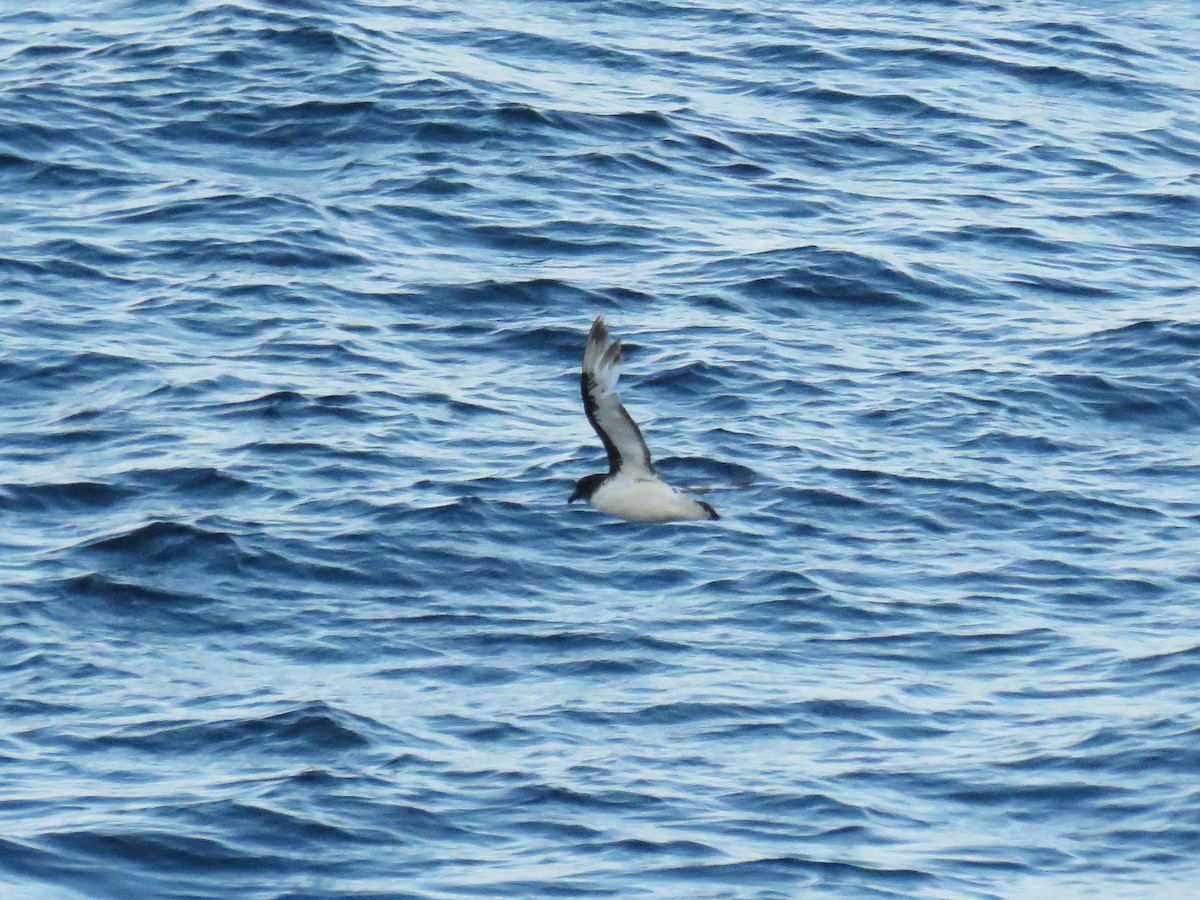 Cape Petrel - ML615856333