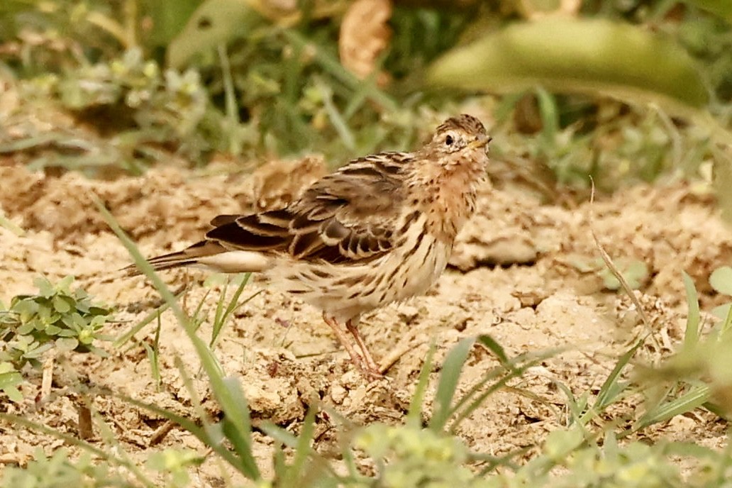 Pipit à gorge rousse - ML615856354