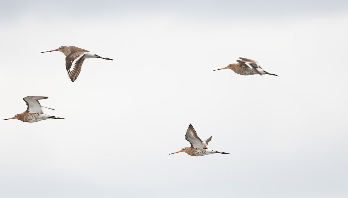 Black-tailed Godwit - ML615856408