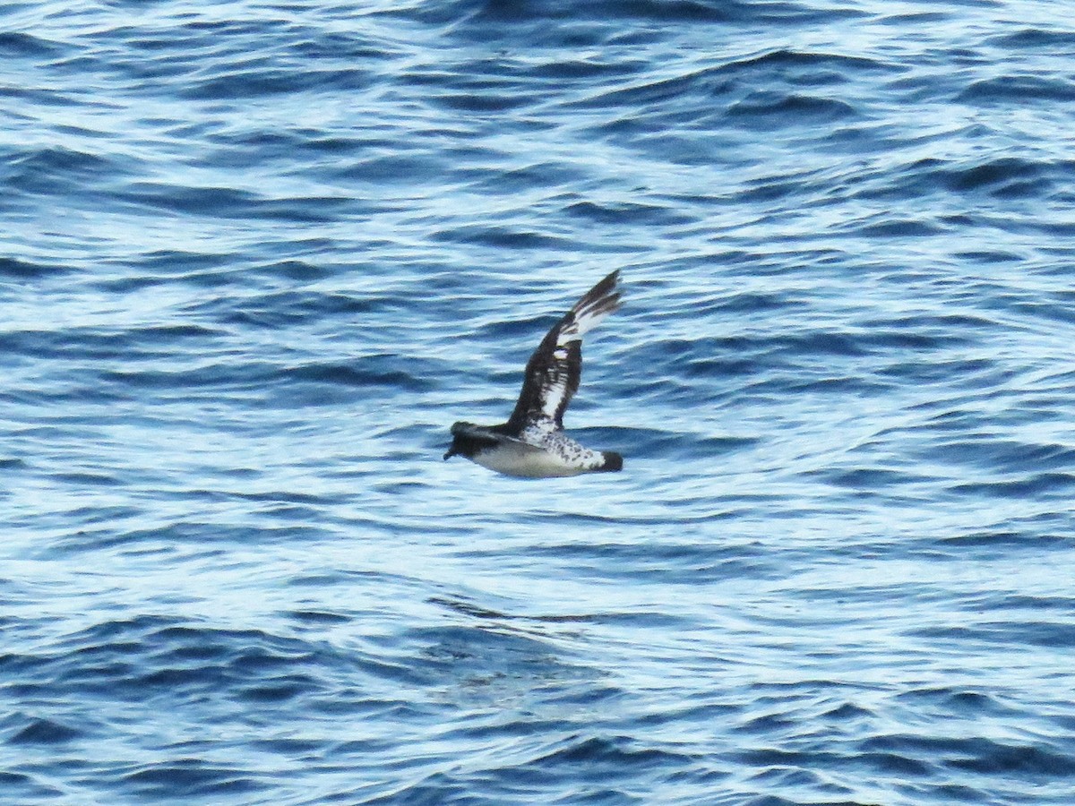 Cape Petrel - ML615856430