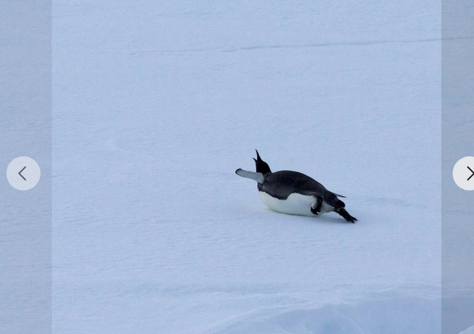 Emperor Penguin - ML615856541