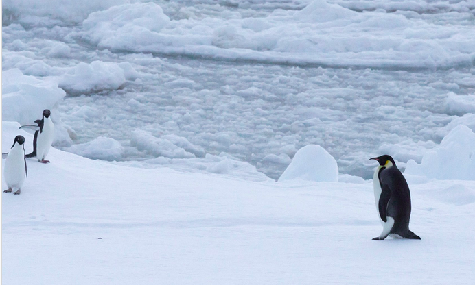 Emperor Penguin - ML615856542