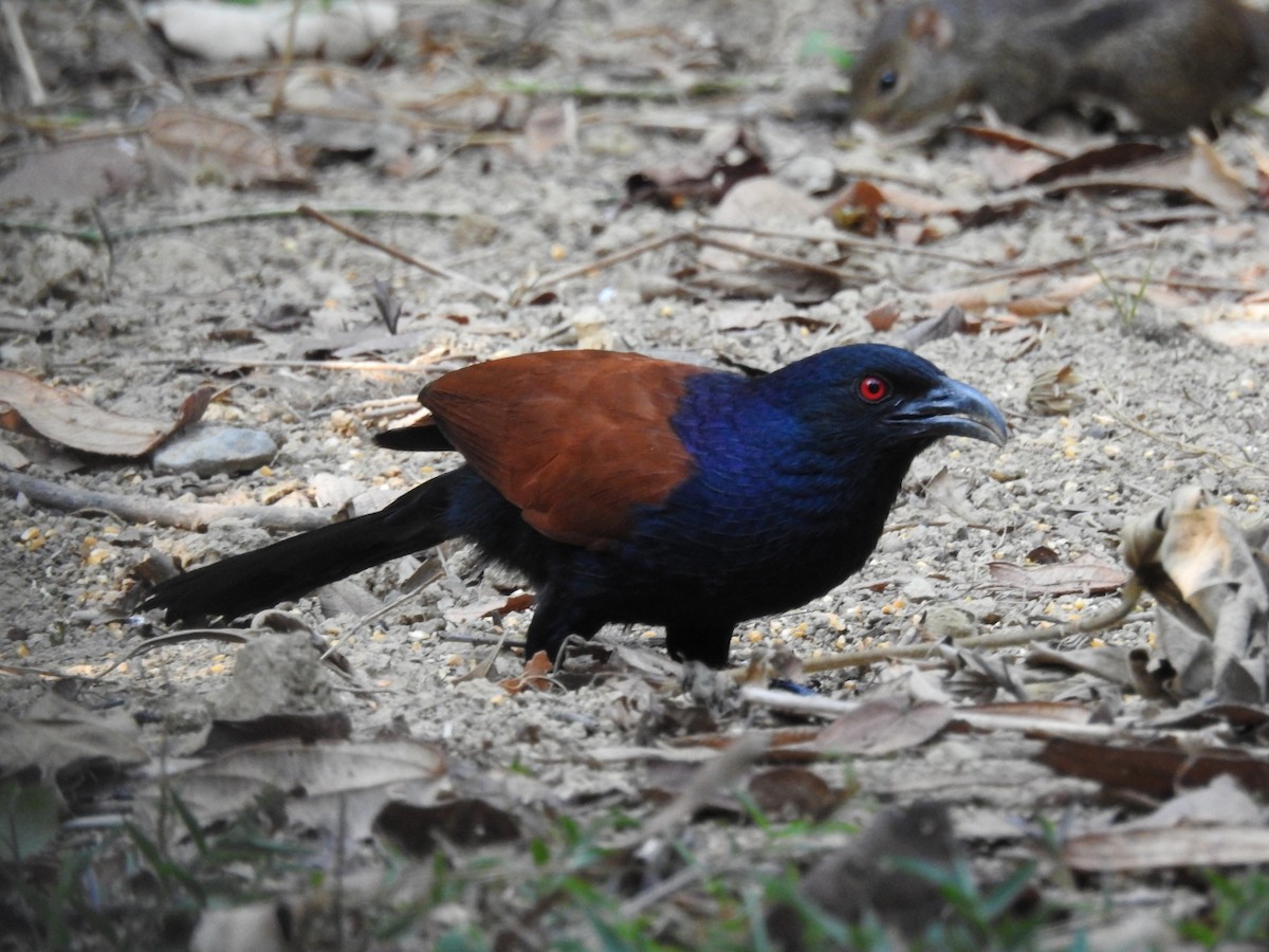 Greater Coucal - ML615856562