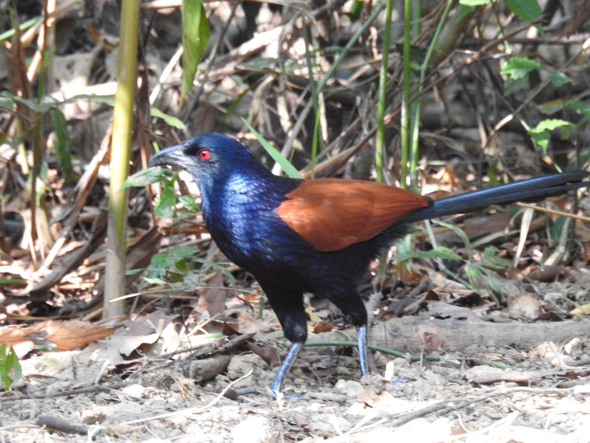 Greater Coucal - ML615856563