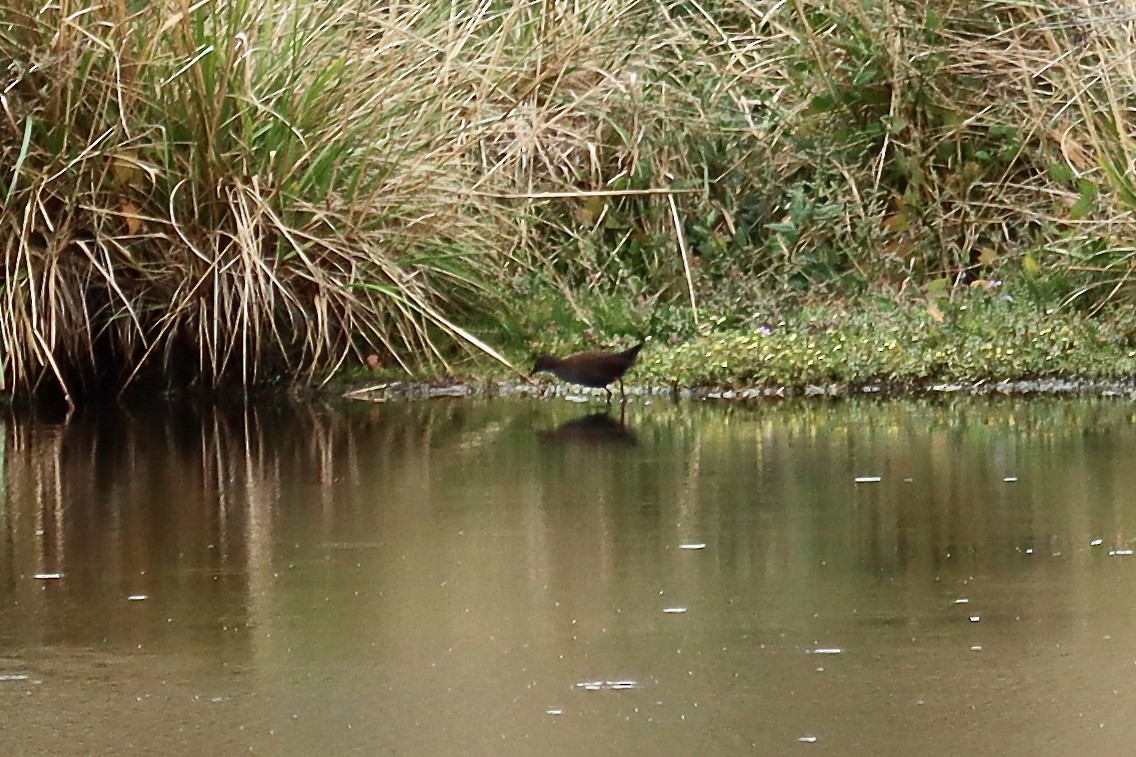 Spotless Crake - ML615856573