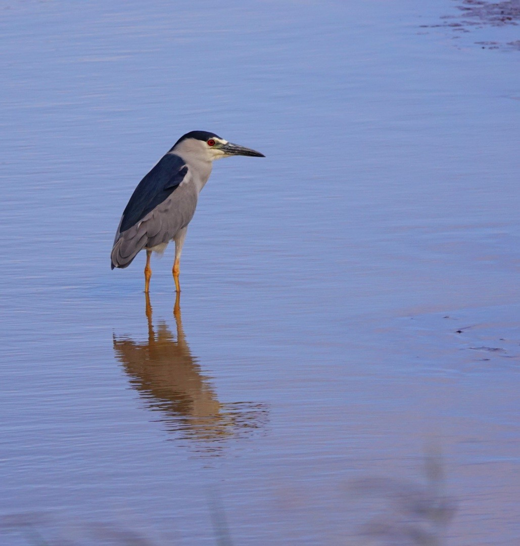 Black-crowned Night Heron - ML615856587