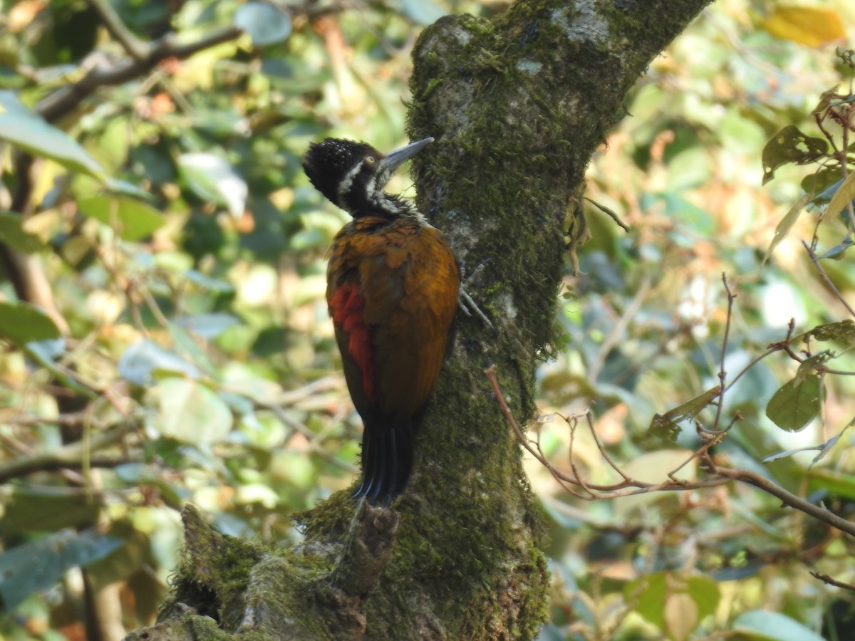 Malabar Flameback - ML615856676