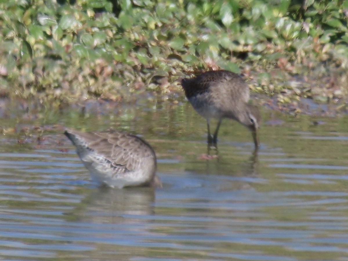 Long-billed Dowitcher - ML615856771