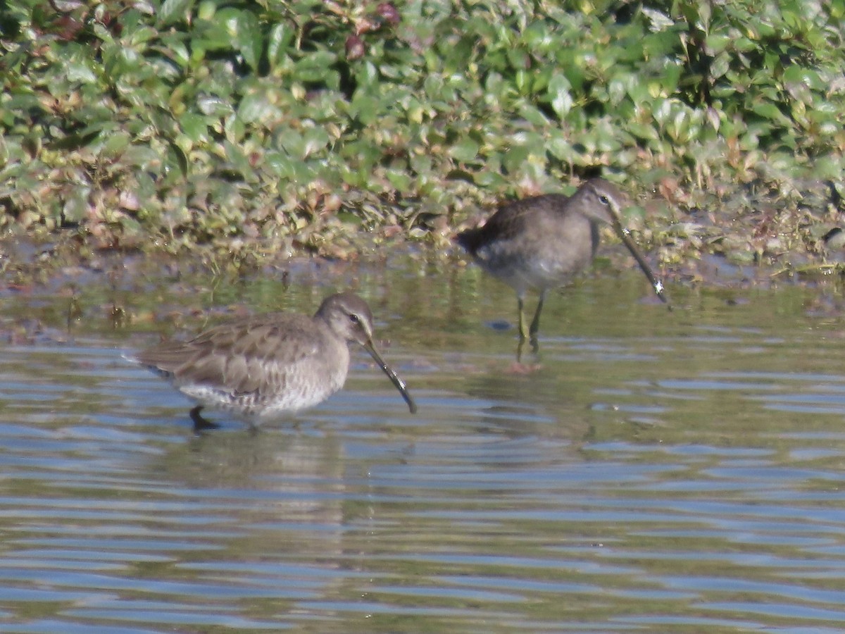 Long-billed Dowitcher - ML615856772