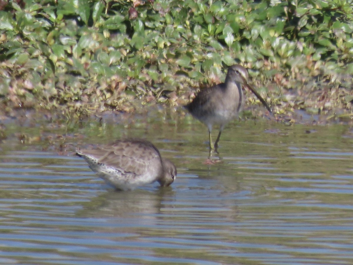 Long-billed Dowitcher - ML615856773