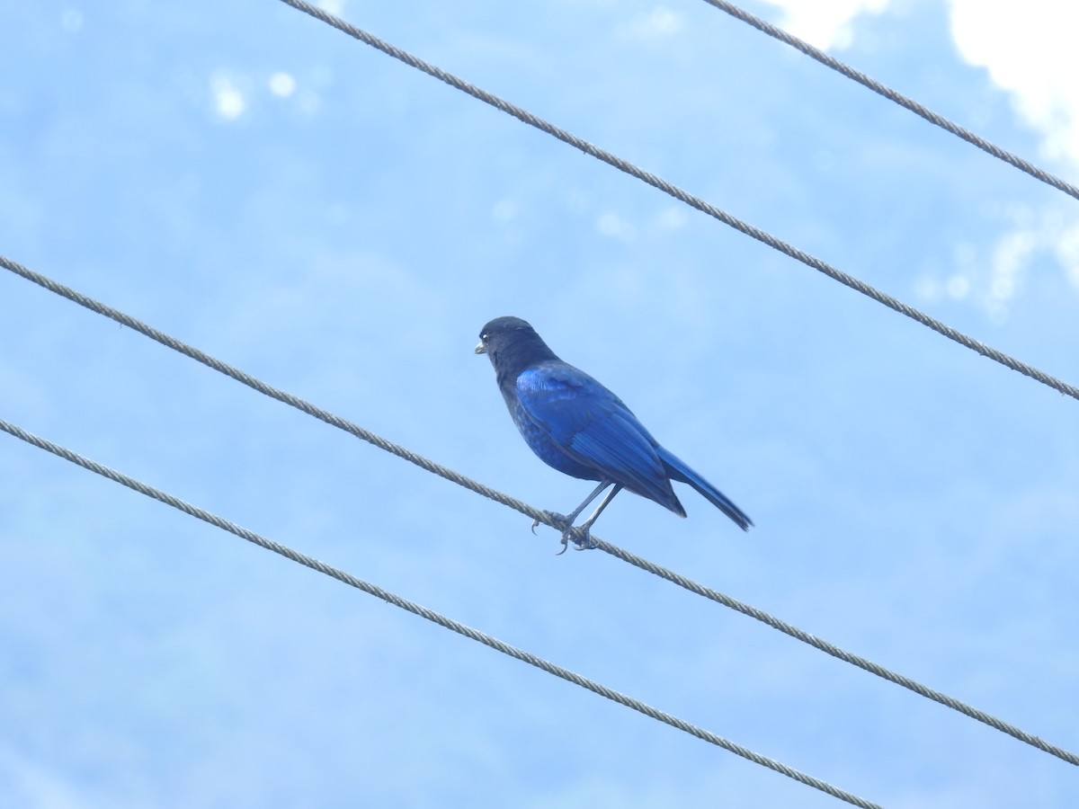 Малабарская синяя птица - ML615856795