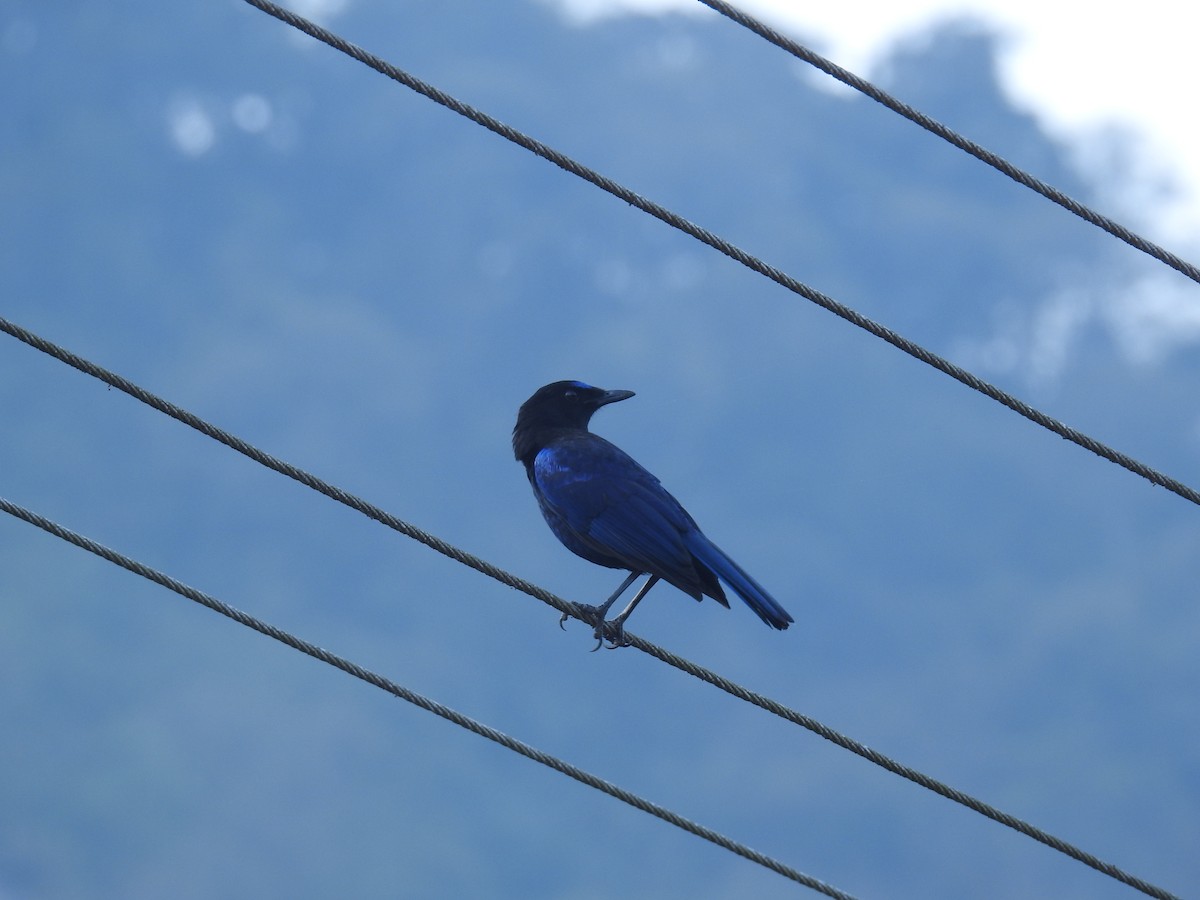 Малабарская синяя птица - ML615856796