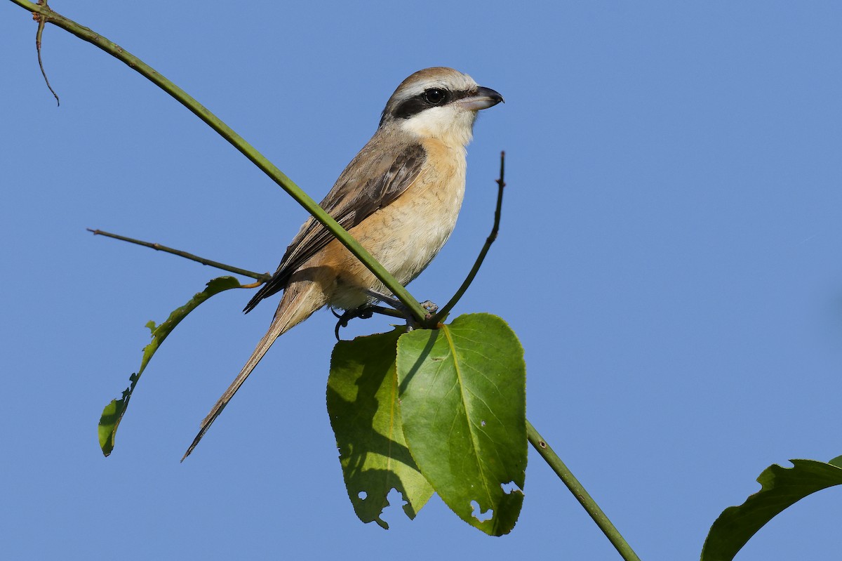 Brown Shrike (Brown) - Paul Maury